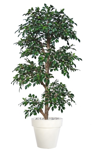 Ficus Retusa Multistep 